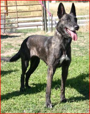 Arca (Dhr. M. Steijvers, Tungelroy-weert)