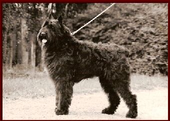 Lurando Noup v. Dafzicht