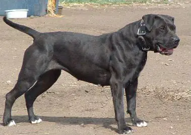 Lichthardt's Karol Jean (BMK's)