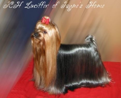 ICH,CH SR,PL,SLO, Lucifer of Jayne's Home