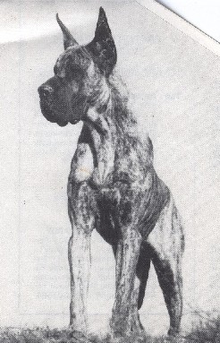 Freud Chico de Garaba