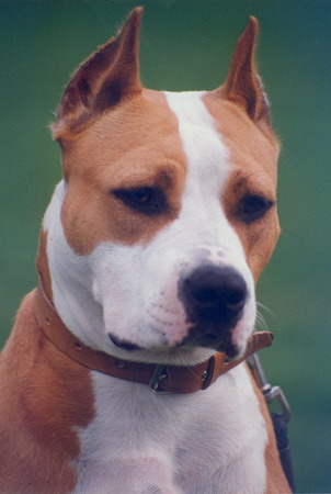 CH. MS Precious Stones Honey Cake