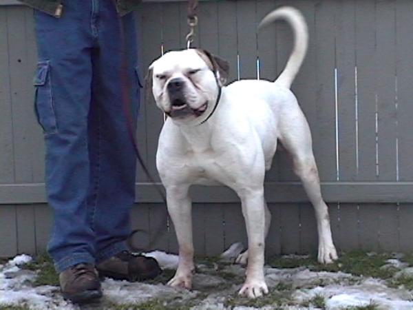 Big Sky's King Melchizadek PH-0.46/0.50