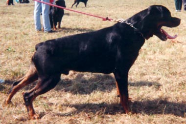 Racker von der Flugschneise