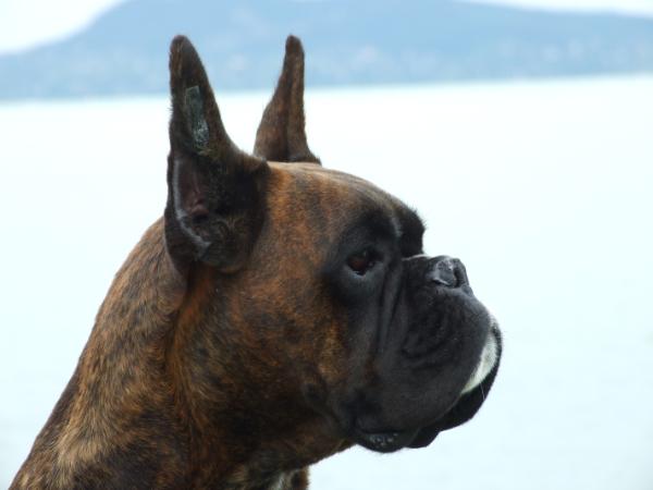 Amélie Von Der Sonnen Aufgang