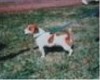 Dubbsville Bud