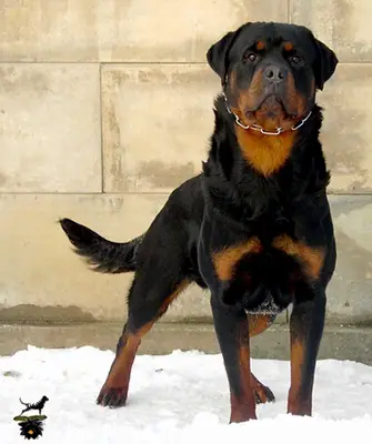 CHYU Bathor Crni Lotos