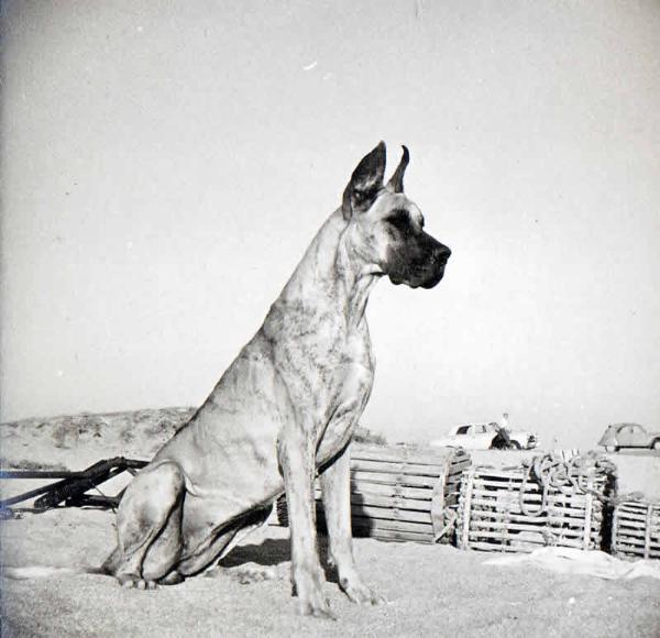 CH FR1964 .CH INT Lessie de la Templerie