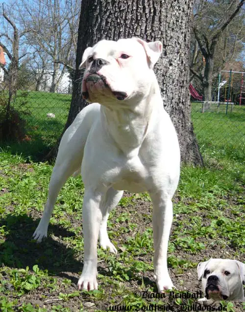 Chestnut's Little Kachina at Southside Bulldogs