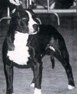 Ch. X-Pert Sligo's King Kong