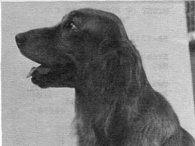 Rusticana Happi Talk