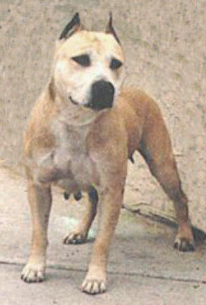 Kaweah's Golden Moon Doggie