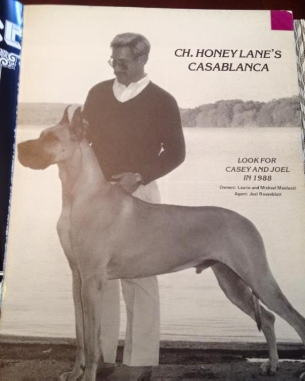 CH Honey Lane's Casablanca