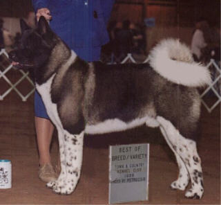 AKC CH Loki's Unbelievable Of Shichi