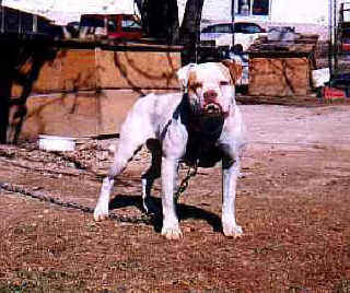 Apple Jack's Daisey Mae