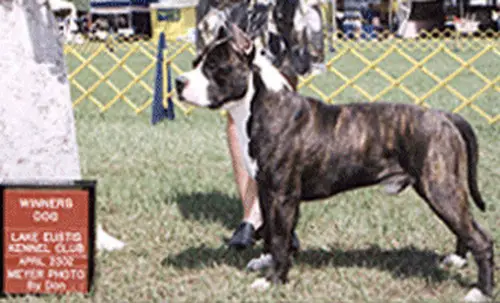 CH Woodforest EZ DRAGON RAIDER