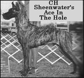 CH Sheenwater's Ace In the Hole