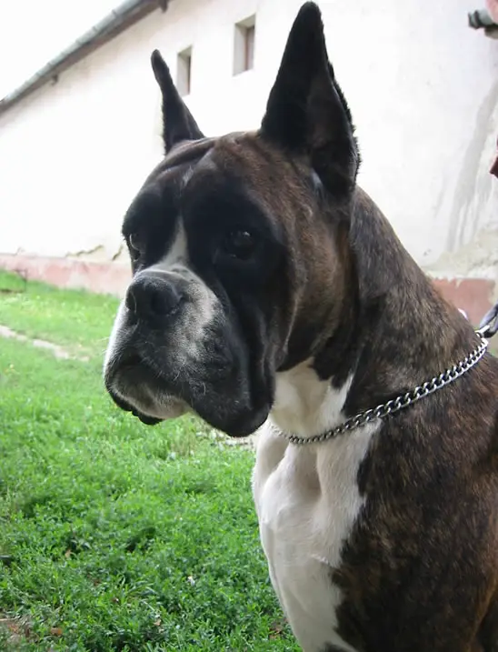 Elisabeth v.d Sonnenaugang