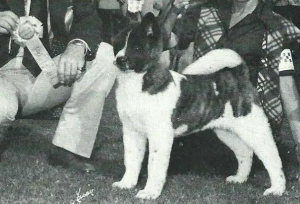 AKC CH Sakusaku's Domino-Go