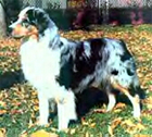 ASCA/AKC CH Peachcreeks Son of a Gun