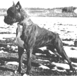 Jonny von der Donnersburg