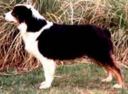 Ch. Silver Eminence of Southwynd