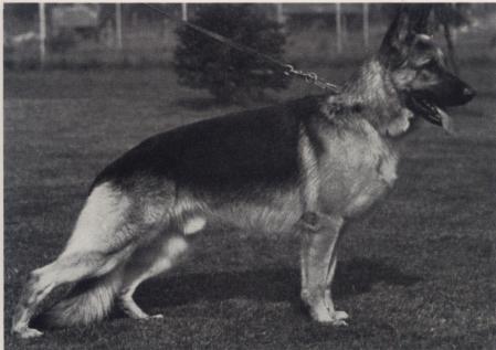 V Harras aus Germany