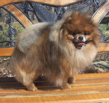 Hilcrest Flying High