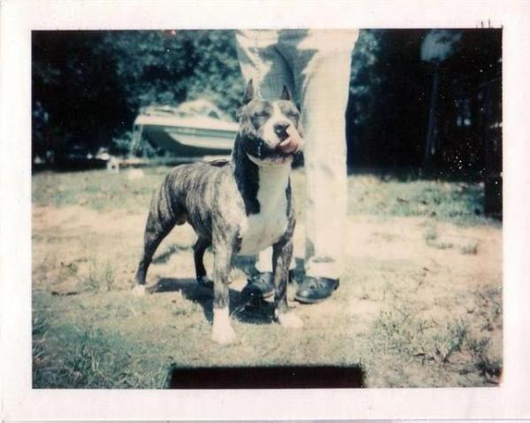 Ch. Sertoma's Little Chief