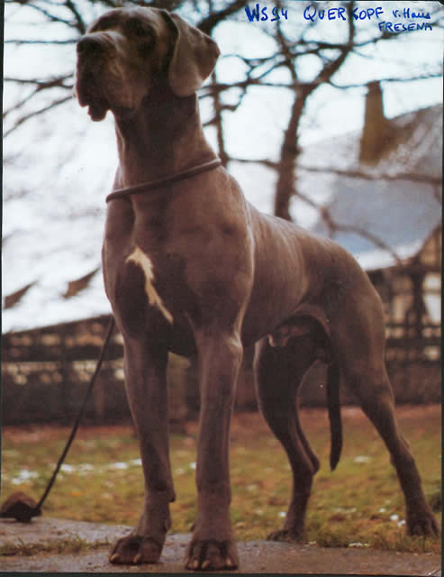 Int Ch, DCh, ACh, VDHCh, LCh, FCI ES 92, BS 93, WS 94 Querkopf Vom Haus Fresena