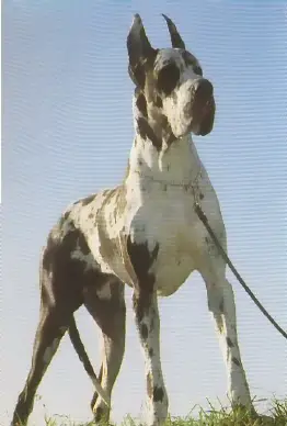 Mondial-A Indios dell'Armida