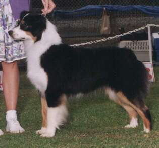 CH (AKC) Heartfire's Cookies N Cream