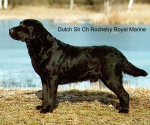 DT CH Rocheby Royal Marine