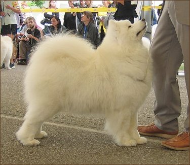 Humoresque Snowy Xevalier