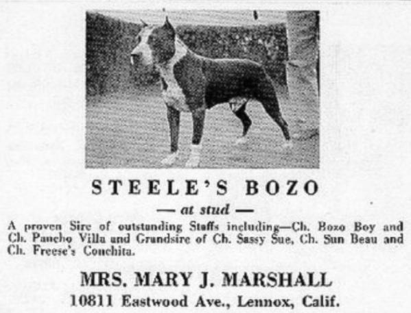 Steele Bozo