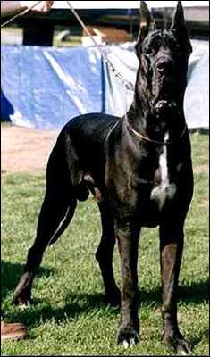 CH F INT HDA Limba Noir de la Benjamine