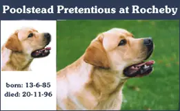 ENG/FIN CH Poolstead Pretentious At Rocheby