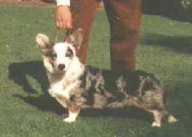 Willowglen Silver Cavalier