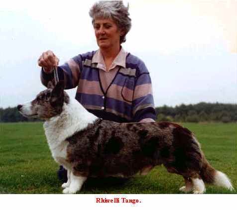 Rhiwelli Tango