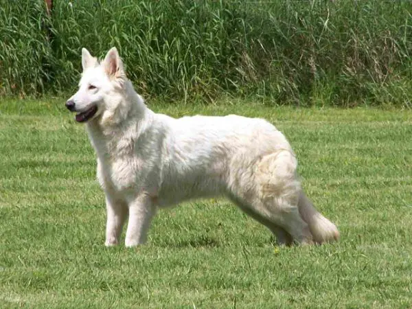 Tequila Sunrise Du Bois Des Ternes