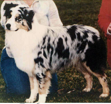 HOF ASCA Ch Tri-Ivory Roquefort of Higgins