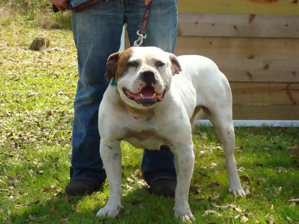 CH Weaver's Gentilly