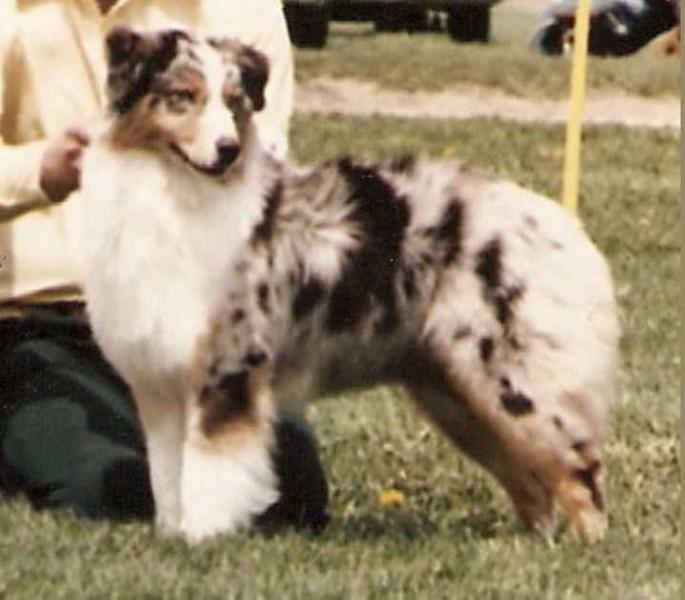 Ch Brightwoods Cotton Candy