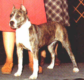 CH Ledgerock Lucy In The Sky