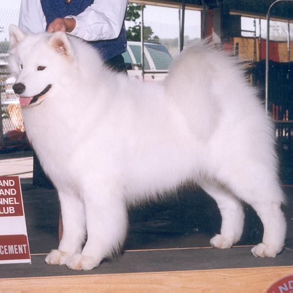 BISS AM CH Saratoga's Speed Of Sound