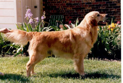 Can CH Goldcap Montague