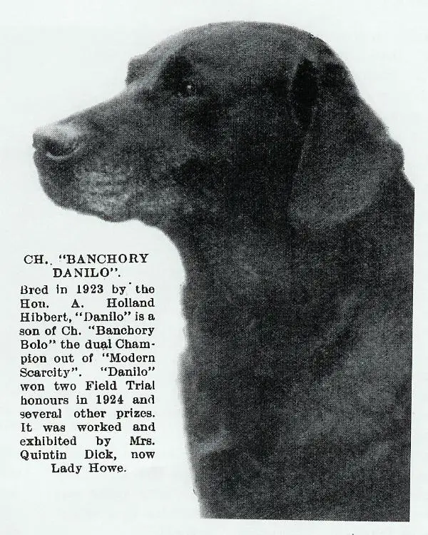 Eng. Ch. Banchory Danilo