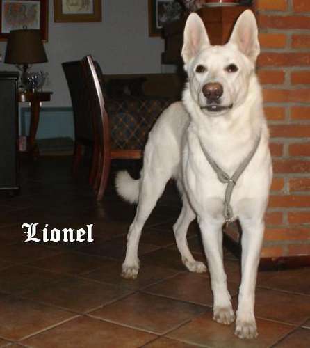 Lionel de Blancos del Sur