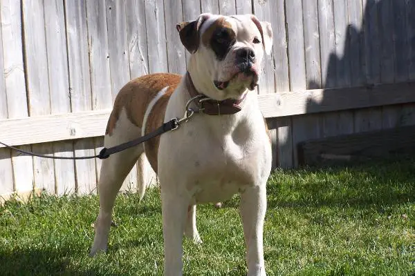 Copeland's Patches of T&R