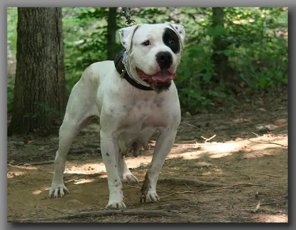 Down & Dirty's Banshee of Jel